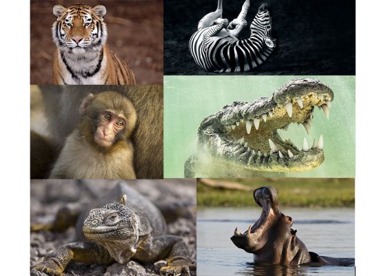 SAVE OUR WILDLIFE